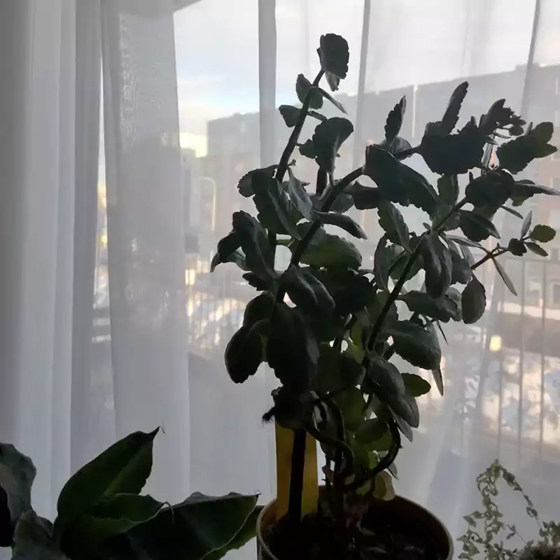 Overwintering the Kalanchoe