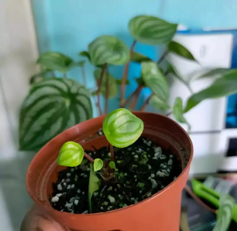 Peperomia plant in soil