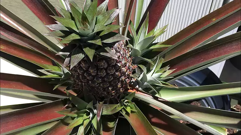 Pineapple offshoots