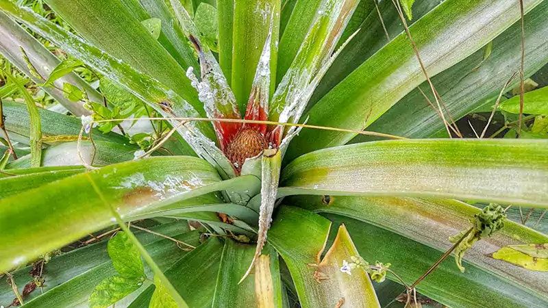 Pineapple pests