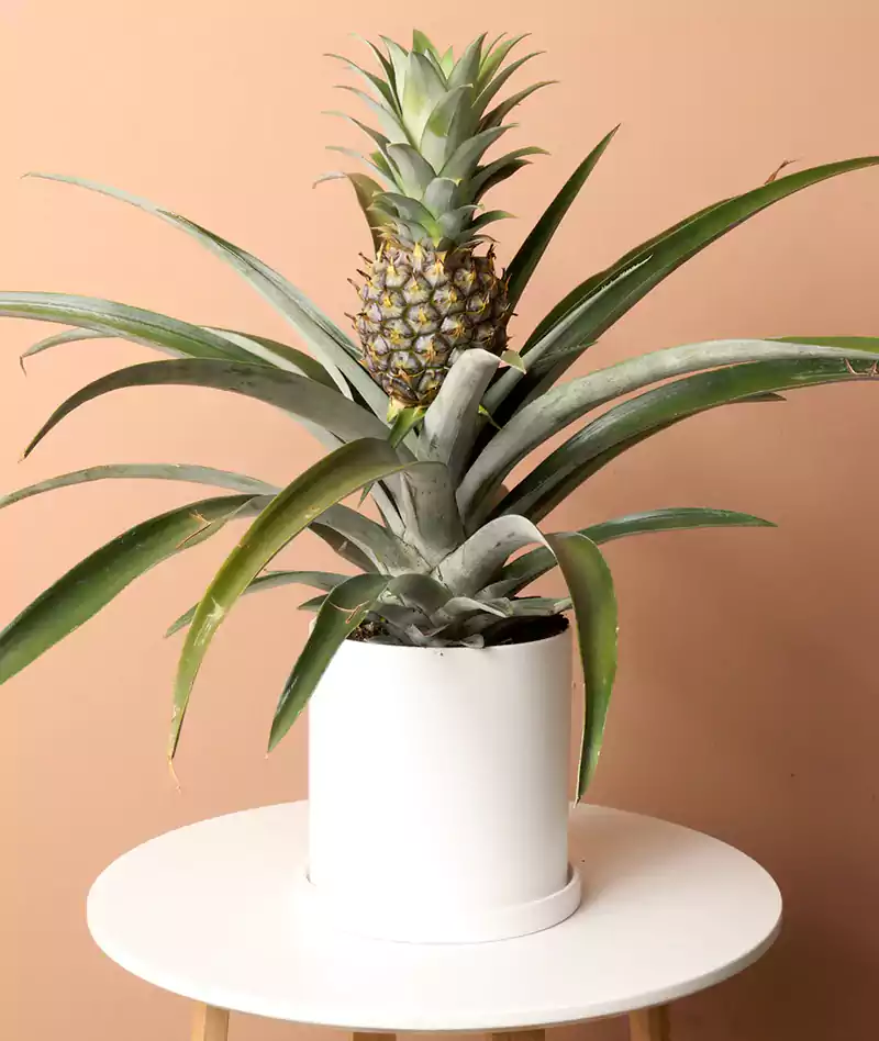 Pineapple plant