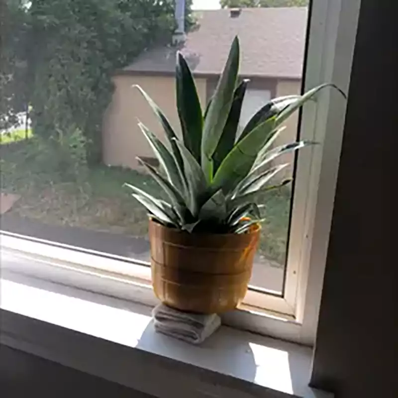 Pineapple sunlight