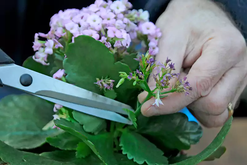 Pruning the Kalanchoe