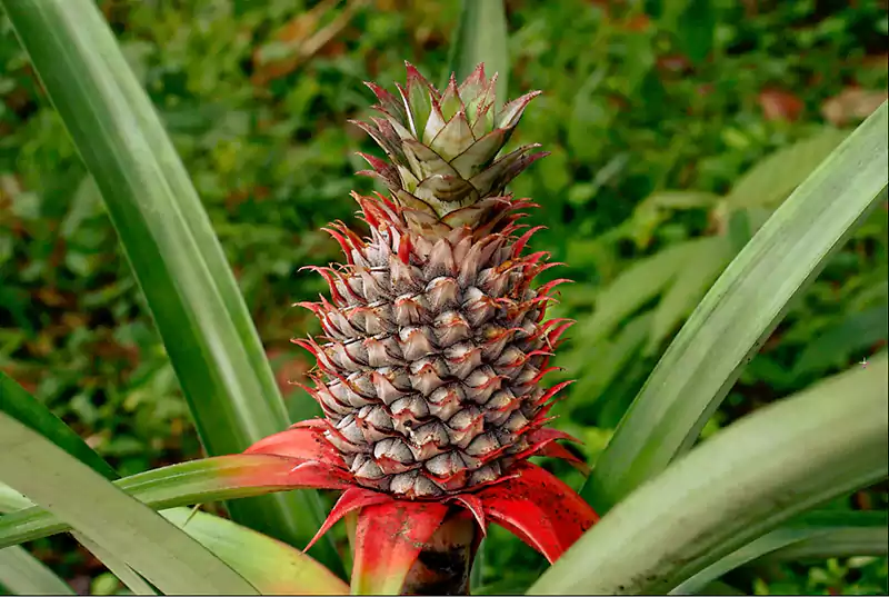 Red Spanish Pineapple