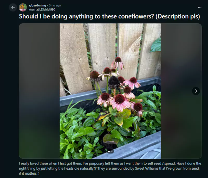 Should I be doing anything to these coneflowers Reddit query