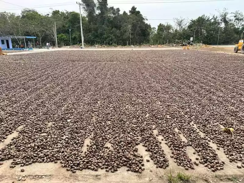 Sun drying cashews
