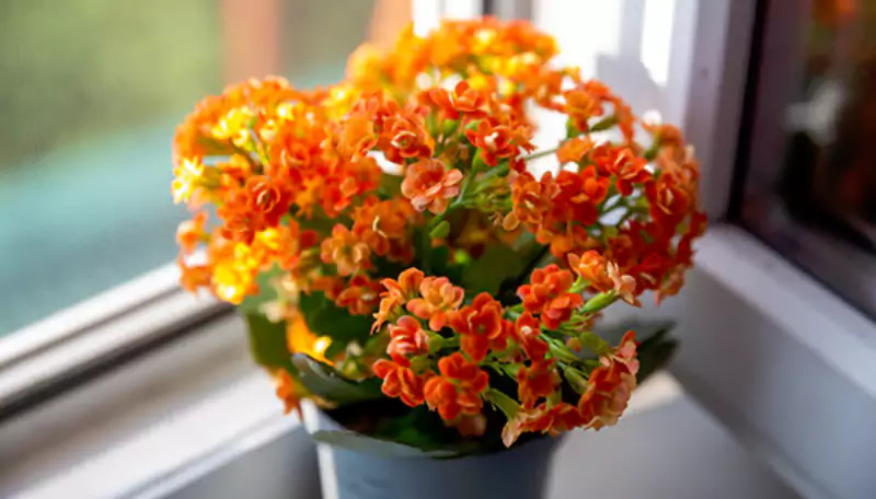 Sunlight for the Kalanchoe plant