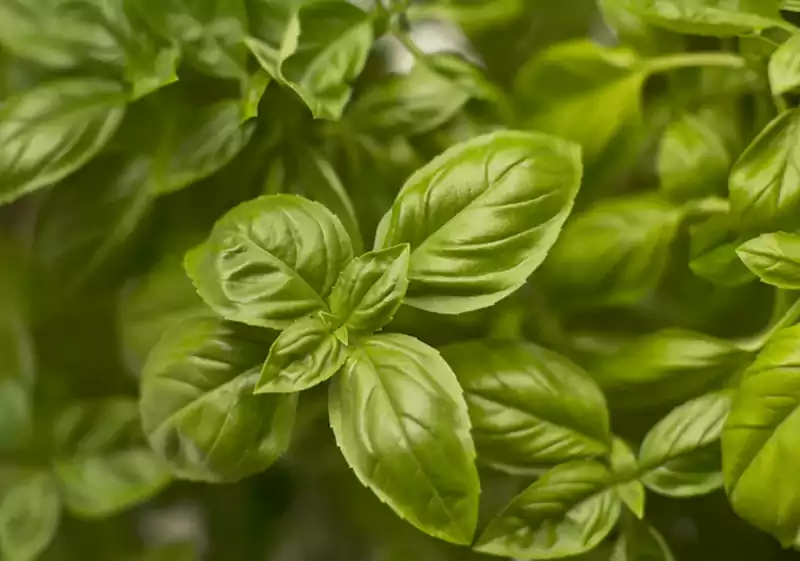 Sweet Basil