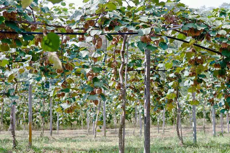 T bar trellis for kiwis
