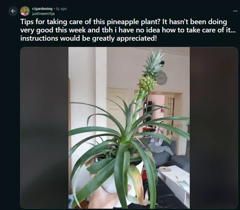 Tips for taking care of this pineapple plant Reddit query