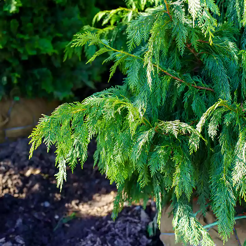 Weeping Cypress Tree
