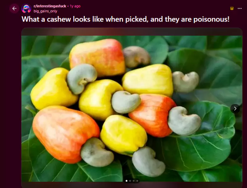 What a cashew looks like when picked and they are poisonous Reddit query