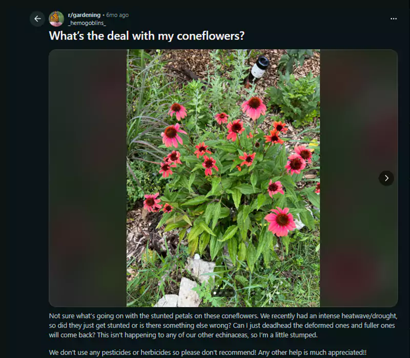 Whats the deal with my coneflowers Reddit query