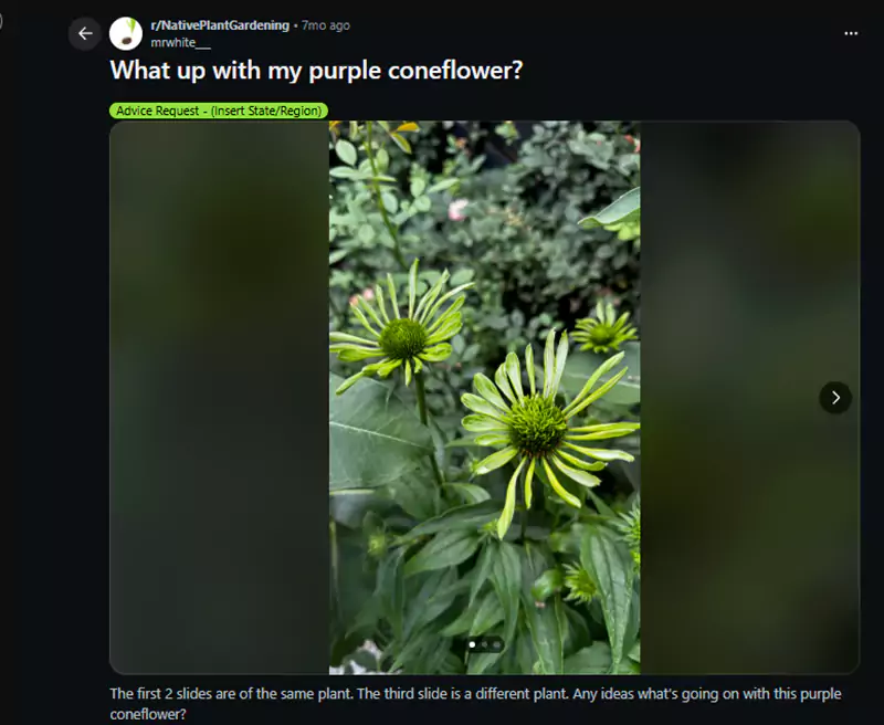 Whats up with my purple coneflower Reddit query