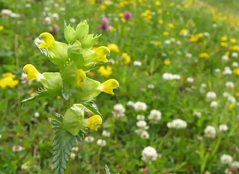 Yellow Rattle