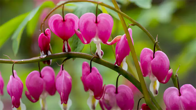 d-Bleeding Heart Plant