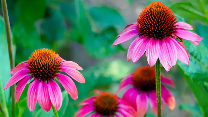 d-Coneflower