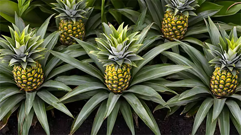 d-How Do Pineapples Grow
