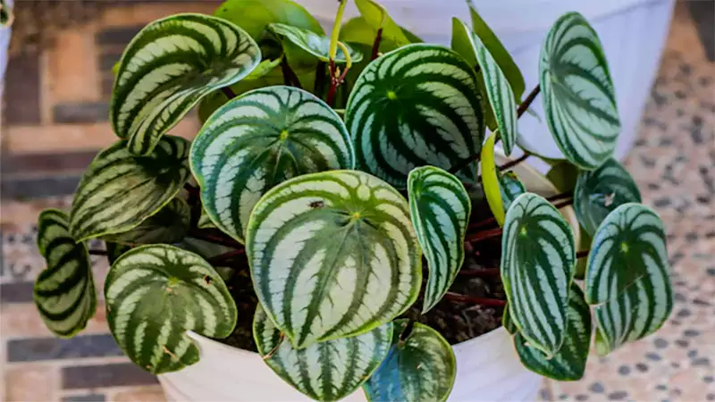 d-Peperomia Plant