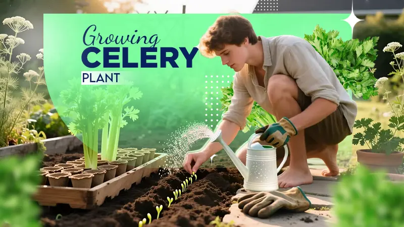 growing celery plant