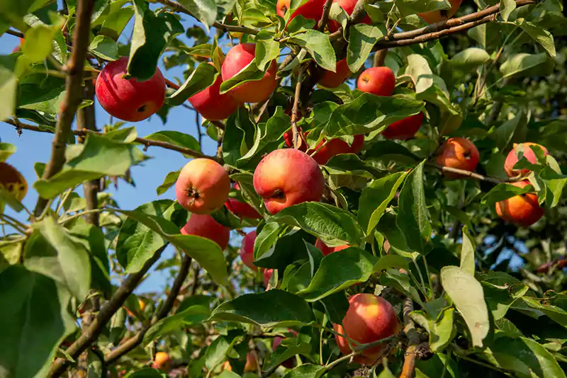 Apple tree