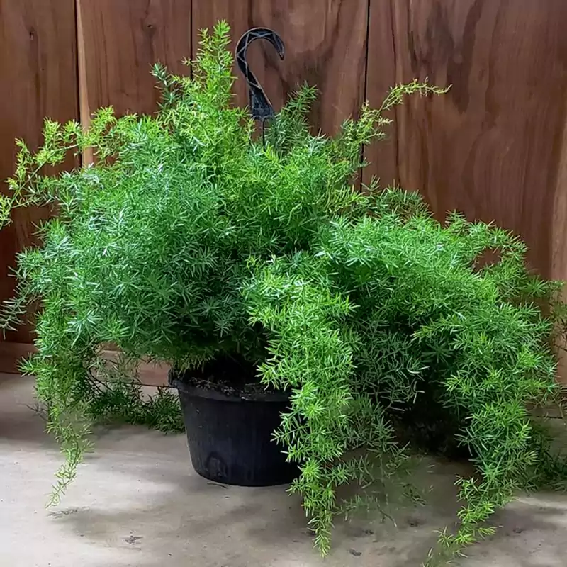 Asparagus Fern