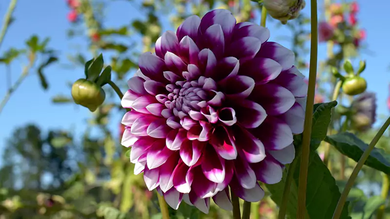 Dahlia flowers