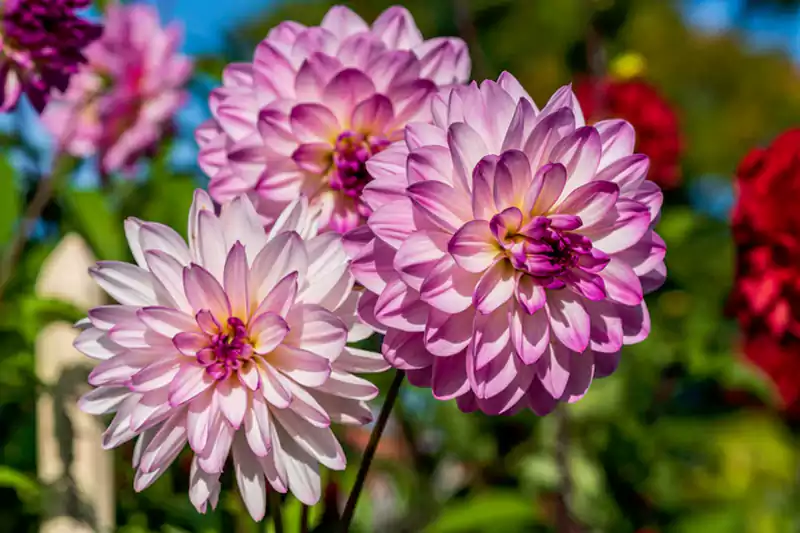 Dahlia flowerss