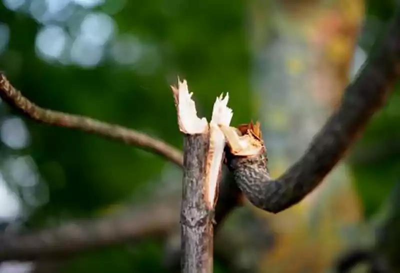 Damaged branches