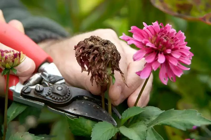Deadheading the dahlia flowers