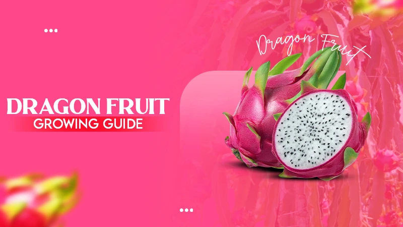 Dragon fruit growing guide