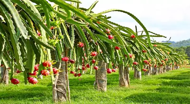 Dragon fruit vines