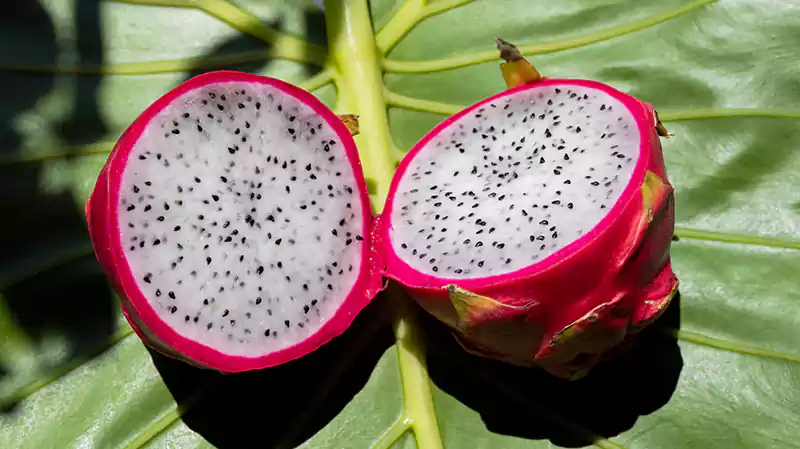 Dragon fruit
