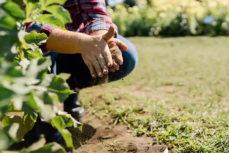 Fertilising dahlias