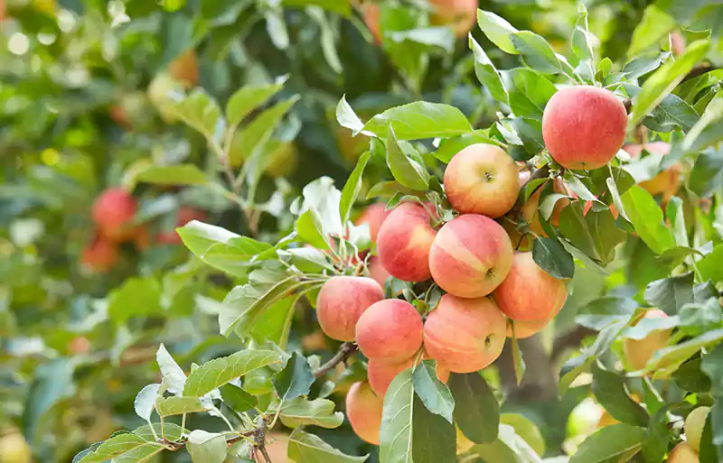 Fruit trees