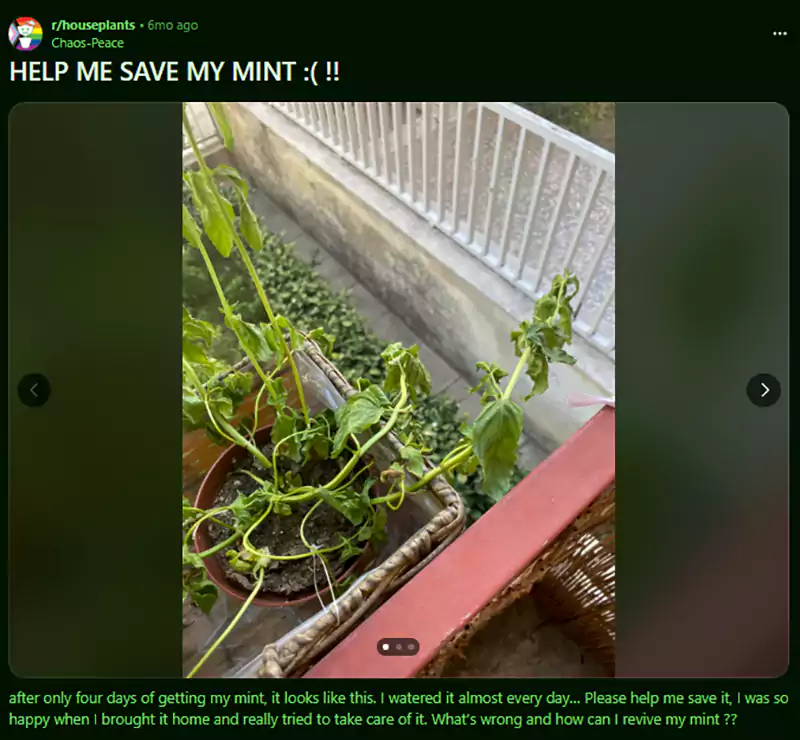 Help me save my mint Reddit query