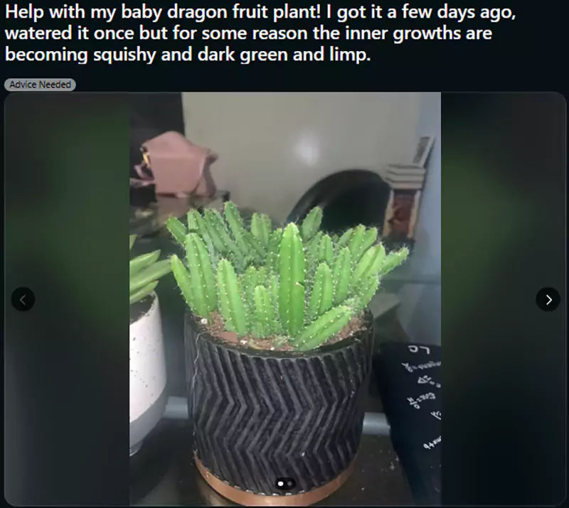 Help with my baby dragon fruit plant Reddit query