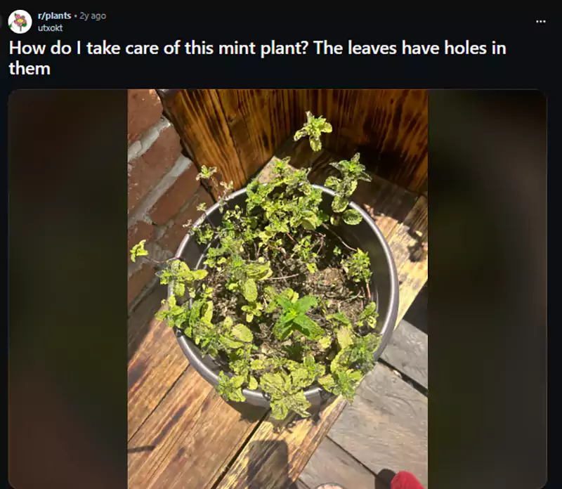 How do I take care of this mint plant The leaves have holes in them Reddit query