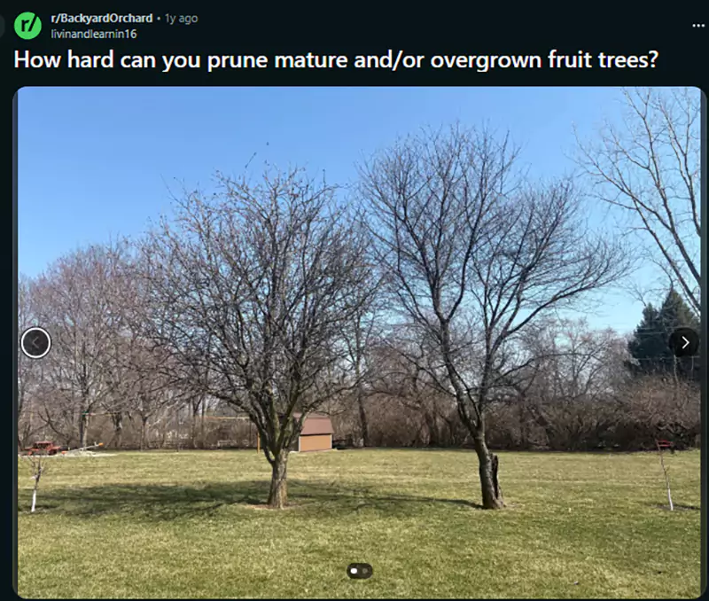 How hard can you prune mature and or overgrown fruit trees Reddit query