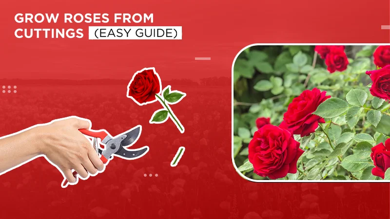 How to Grow a Rose Bush From