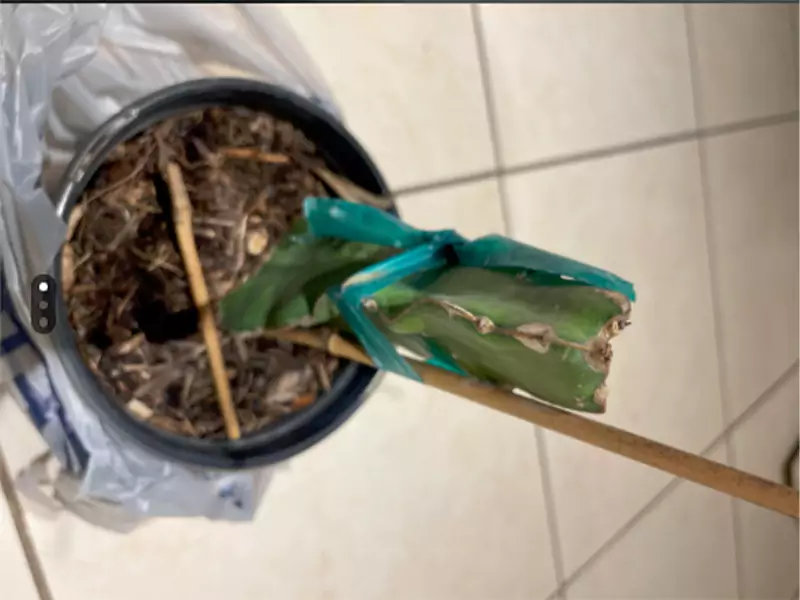 Is my store bought dragon fruit healthy Reddit queryy