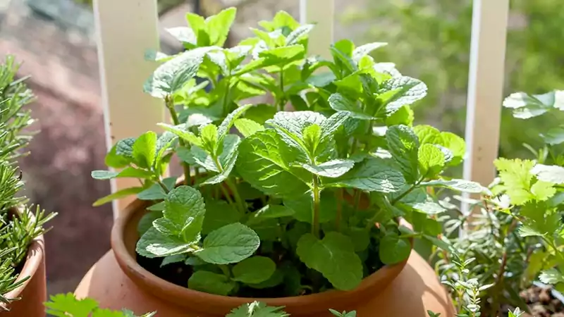 Mint plant in sunlight