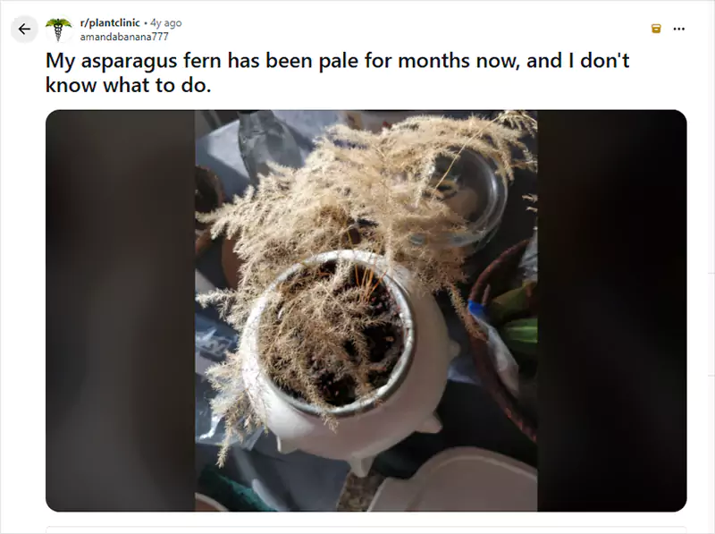 My asparagus fern has been pale for months now and I dont know what to do