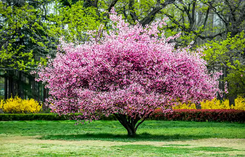 Ornamental tree