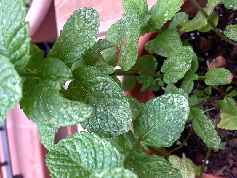Pest Infestations in mint