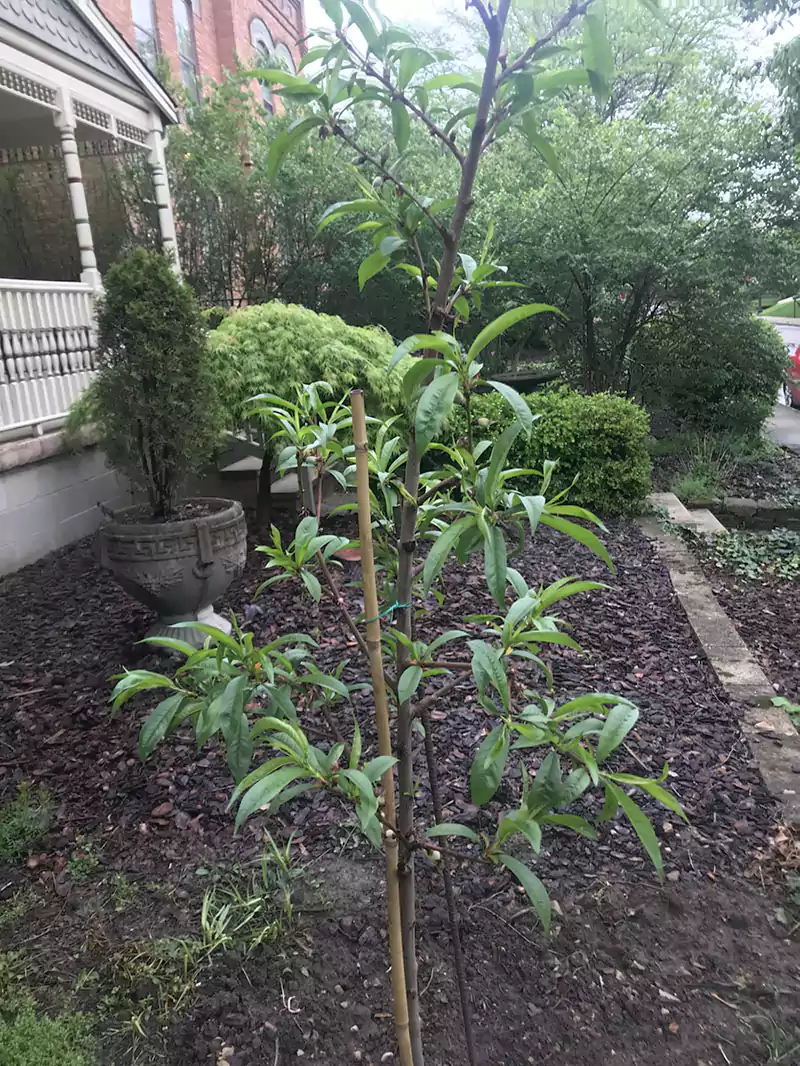 Planted tree