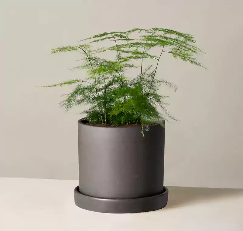 Plumosa Fern