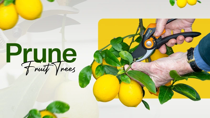 Prune Fruit tree