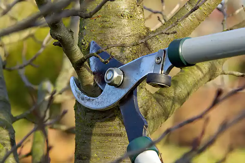 Pruning angle