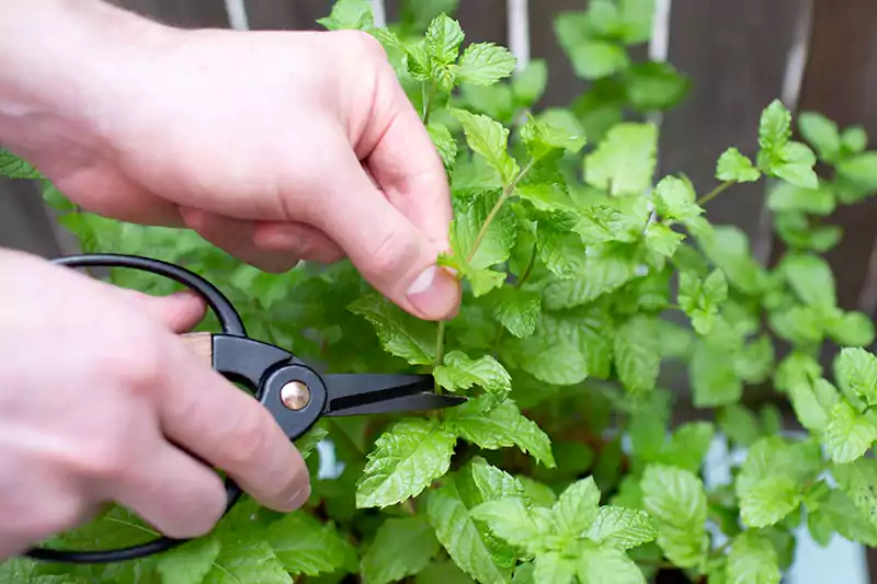 Pruning mint